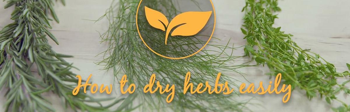Banner for how to dry herbs easily
